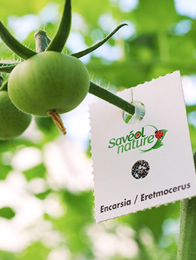 Nouvelle gamme bio : les tomates cerise arrivent en rayon
