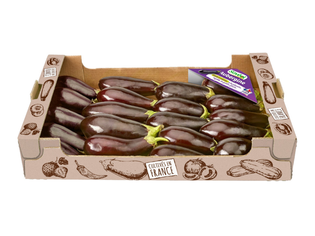 Aubergine