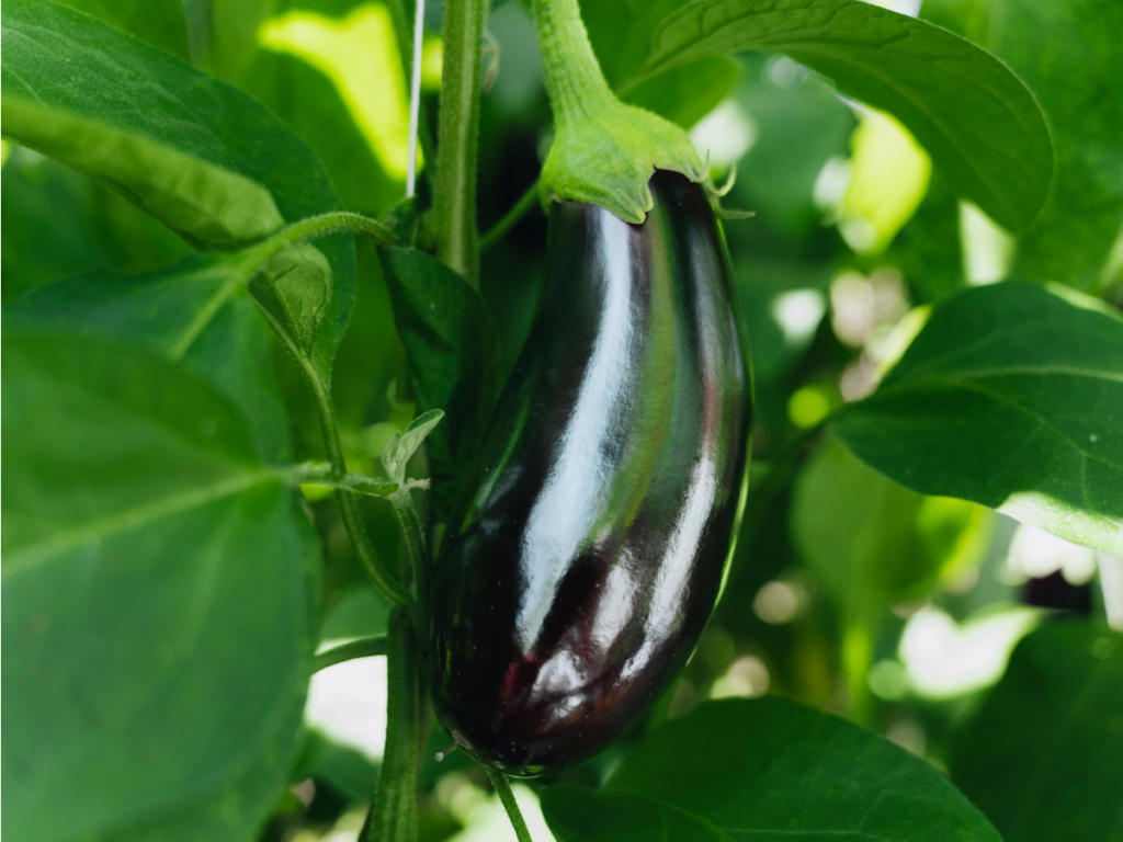 Aubergine