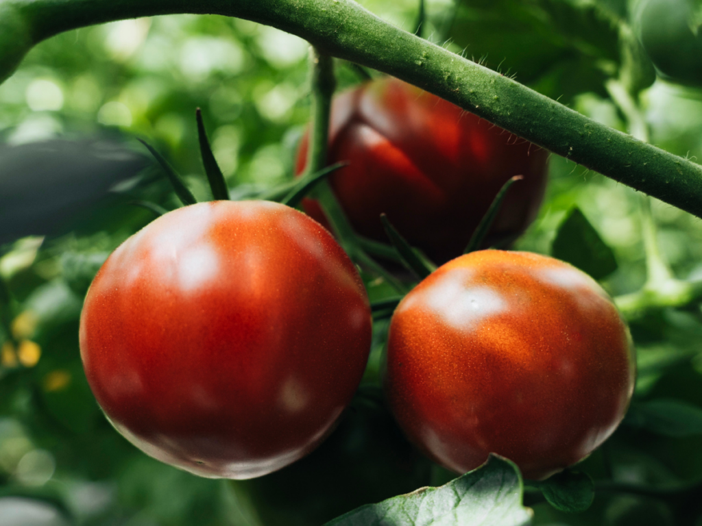Tomate collection gourmande